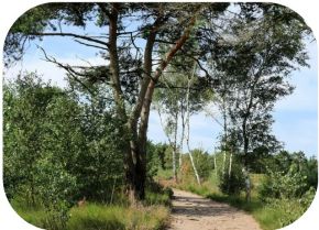 Grenspark de Kalmthoutse Heide