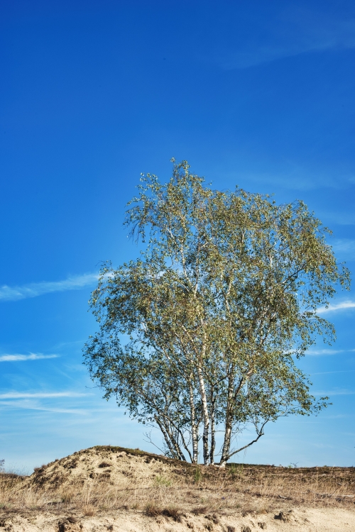 Duin trappen en zand happen 