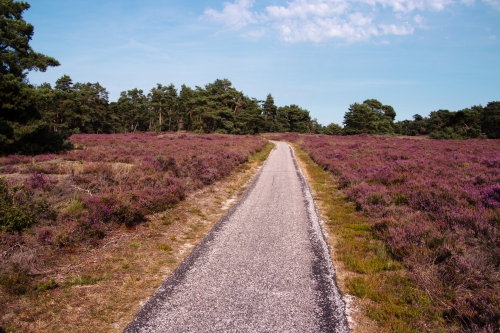 Vier de Veluwe