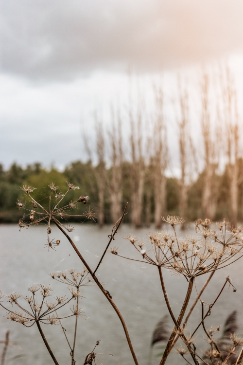 Genieten aan de rand van de Biesbosch