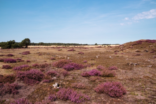 De verrukkelijke Veluwe