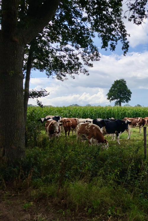 Dik genieten in Diksmuide 