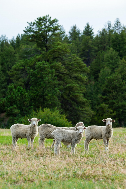 Natuurlijk Drenthe