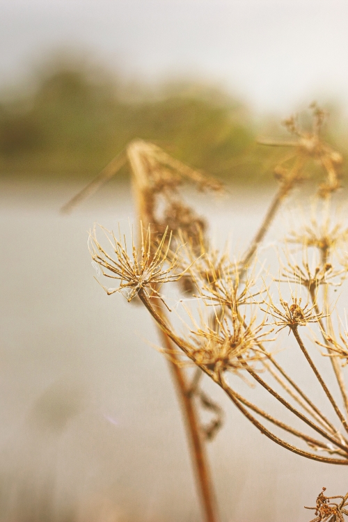 Beleef de Biesbosch