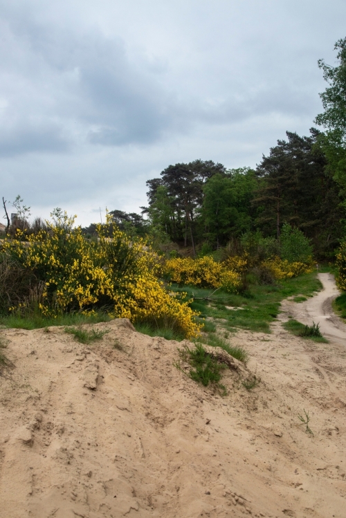Loonse en Drunense Duinen