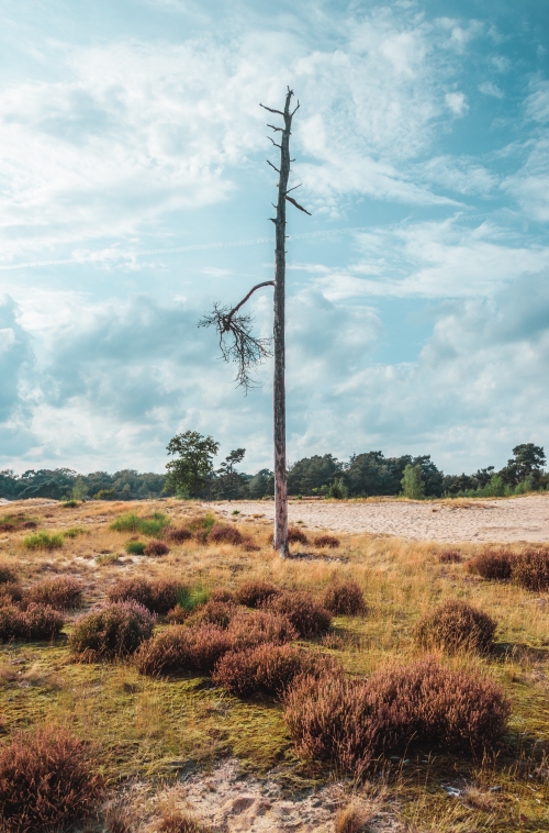 Loonse en Drunense Duinen