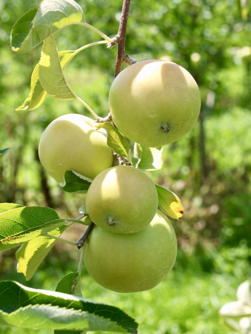 Fietsen langs Schulensmeer en fruitig Haspengouw