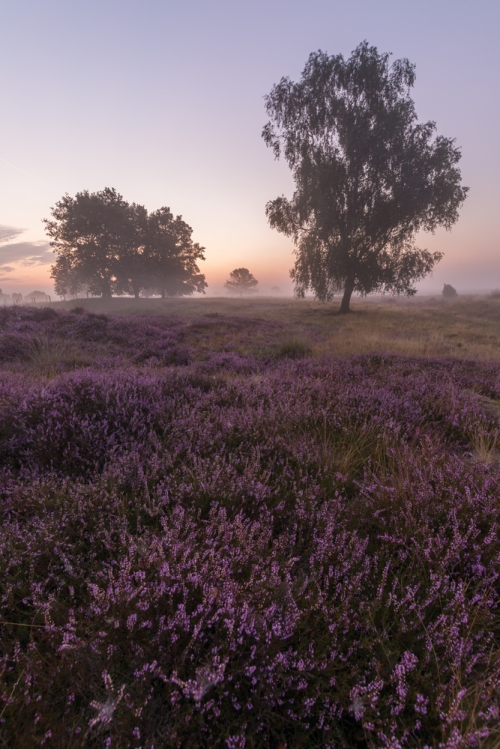 Laat je verleiden door de Strabrechtse Heide