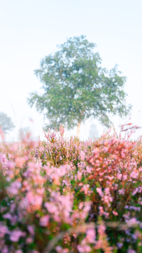 Laat je verleiden door de Strabrechtse Heide