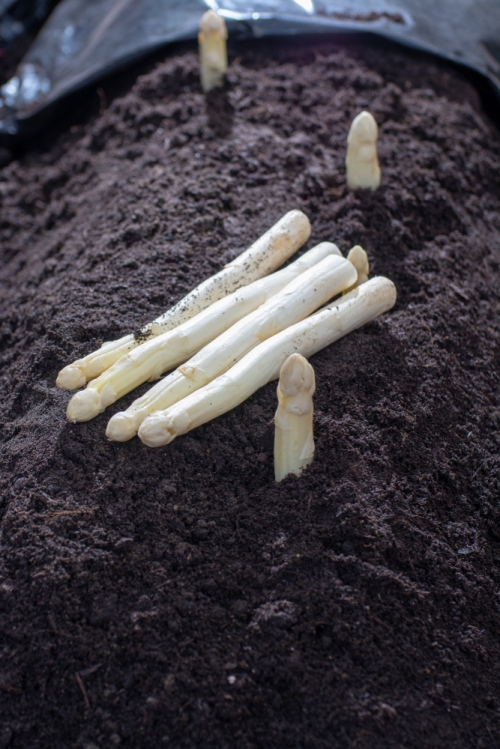 De Witte Goudroute langs Witloof en Asperges
