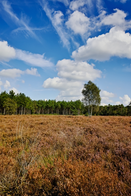 Teutenland in de Kempen