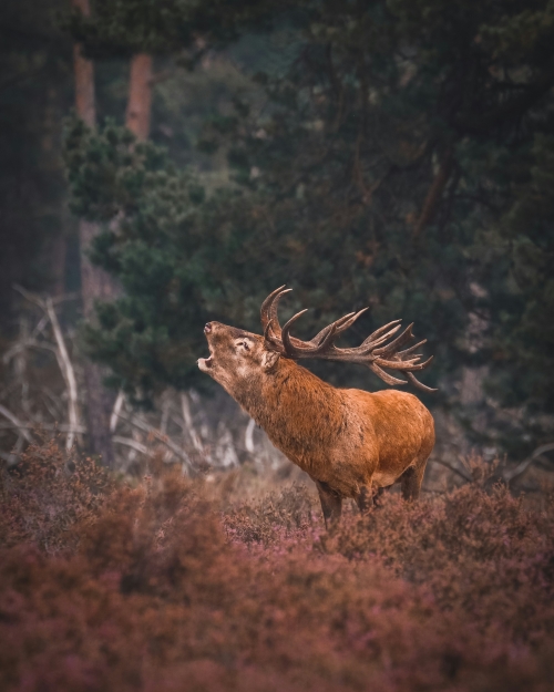 Schitterend Schaarsbergen: Toeren door Het Nationale Park De Hoge Veluwe