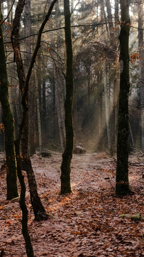 Drentse Schoonheid van Schoonoord tot Schoonloo