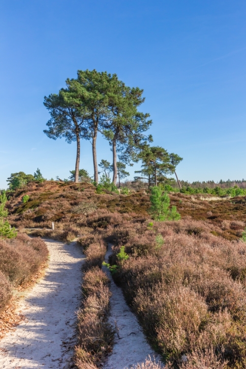 Trappen door Het Drents Friese Wold