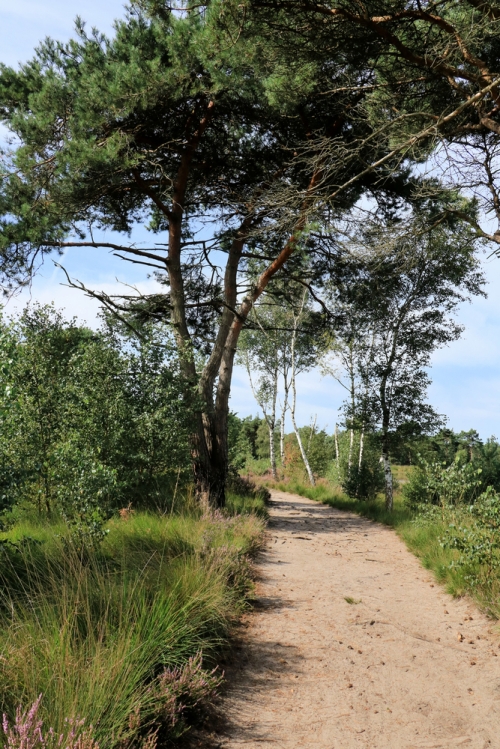 Genieten rond Grenspark de Kalmthoutse Heide
