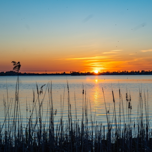 Langs riet en veen rondom De Reeuwijkse plassen