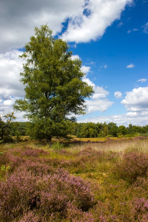 Das Grenzland der Maasduinen
