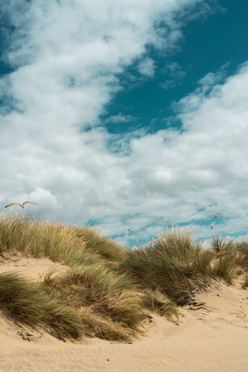 Trappen door bos, duin en strand