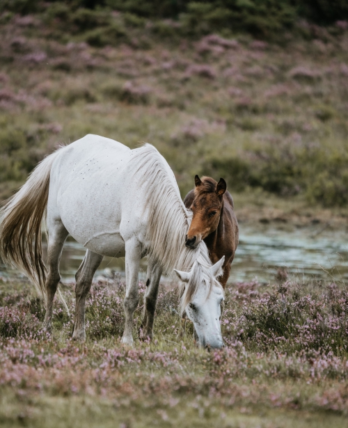 Wonderschoon West-Brabant