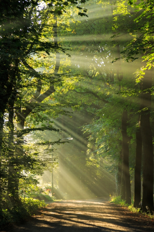 Het Groene Woud