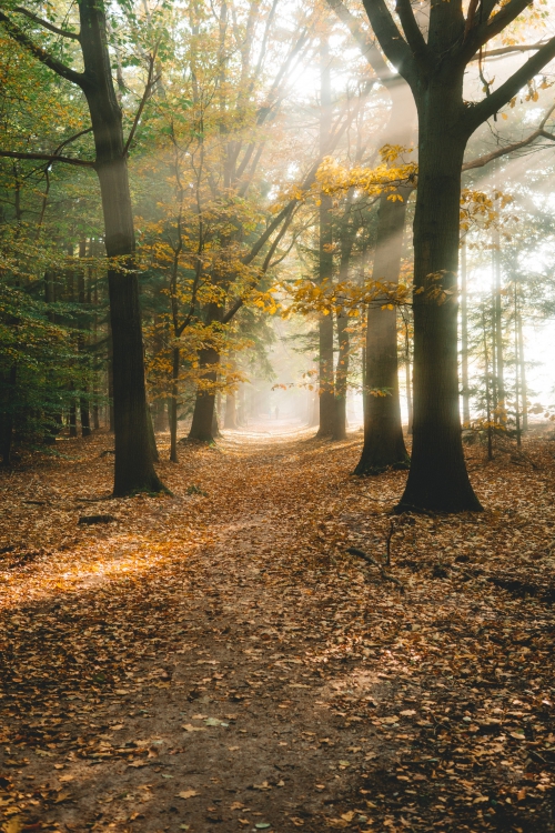 Tilburg en de Chaamse bossen