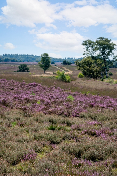 Viva Veluwe Viva Veluwe