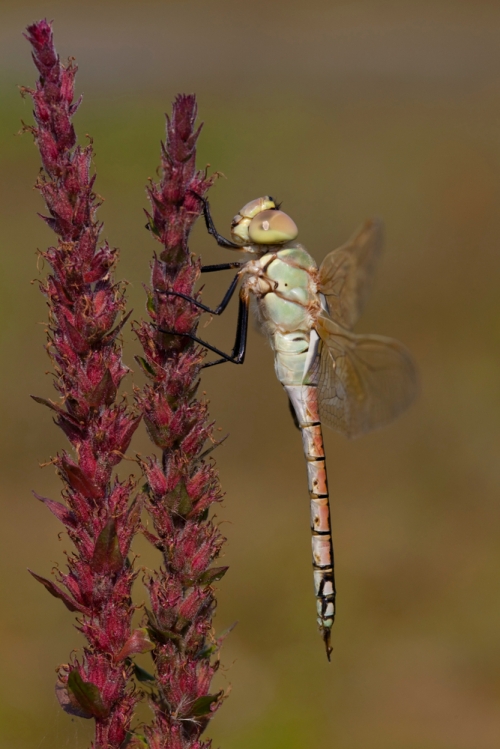 De Ooijpolder en de Millingerwaard De Ooijpolder en de Millingerwaard